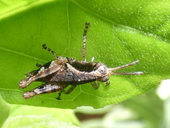 Eujivarus meridionalis