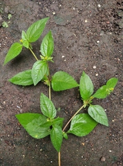 Synedrella nodiflora