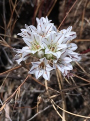 Allium lacunosum