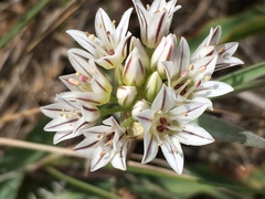 Allium lacunosum