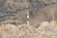 Egretta garzetta