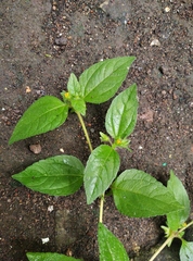 Synedrella nodiflora