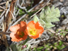 Sphaeralcea lindheimeri