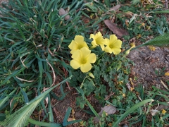 Oxalis pes-caprae