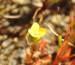 Cicendia quadrangularis