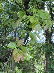 Celtis sinensis