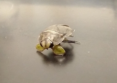 Ambrysus