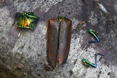 Cheloderus childrenii