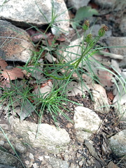 Sinclairia angustissima