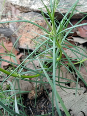 Sinclairia angustissima