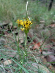 Sinclairia angustissima