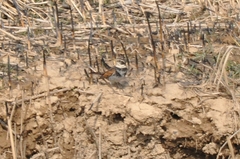 Turdus eunomus