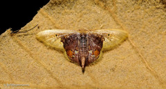Idaea ellisca