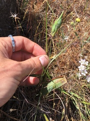 Calochortus tiburonensis