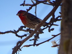 Haemorhous mexicanus