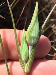 Calochortus tiburonensis