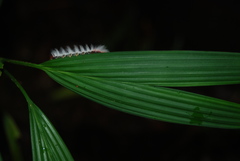 Neopreptos marathusa