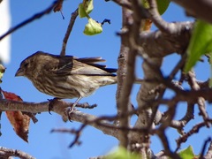 Haemorhous mexicanus