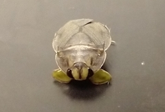 Ambrysus
