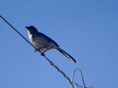 Aphelocoma californica