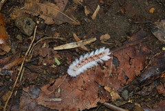 Neopreptos marathusa