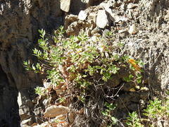 Monardella purpurea