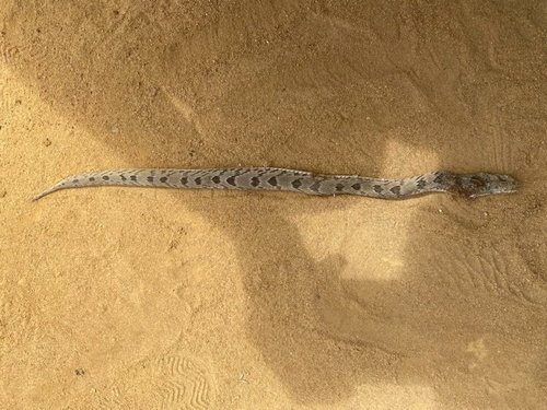 Spotted Night Adder