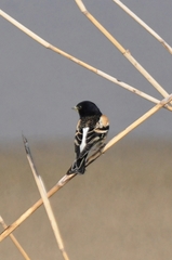 Fringilla montifringilla