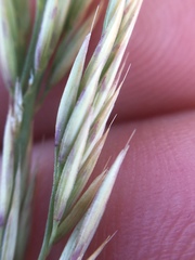 Calamagrostis ophitidis