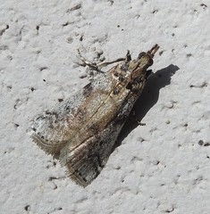Laetilia dilatifasciella