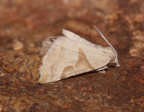 iNaturalist observation photo of Plataea calcaria