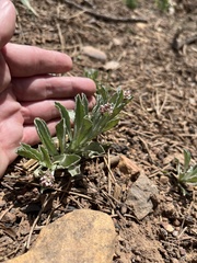 Antennaria geyeri