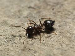 Crematogaster cerasi