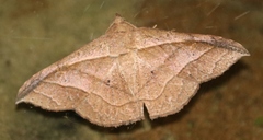 Tiruvaca subcostalis
