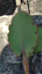 Kalanchoe laxiflora image
