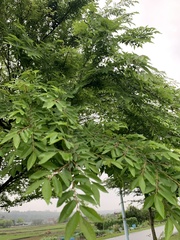 Zelkova serrata