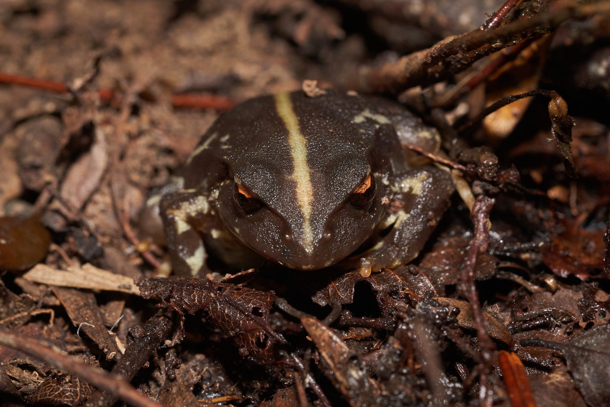 Eupsophus contulmoensis Ortiz, Ibarra-Vidal & Formas, 1989