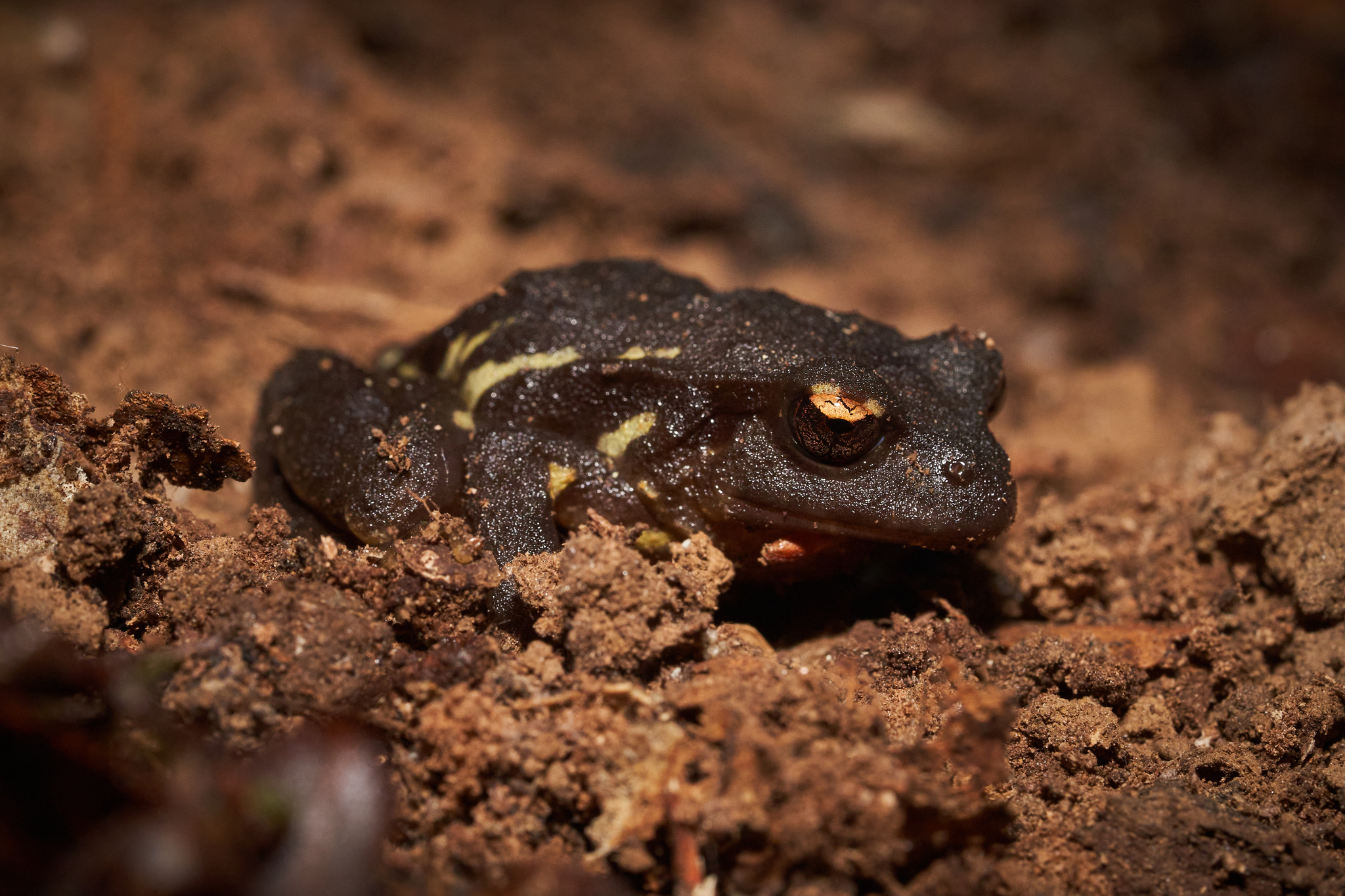Eupsophus contulmoensis Ortiz, Ibarra-Vidal & Formas, 1989