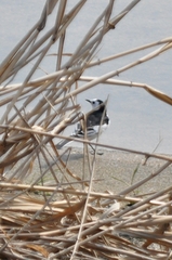 Motacilla alba