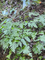Angelica californica