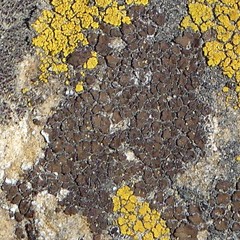 Endocarpon pallidulum