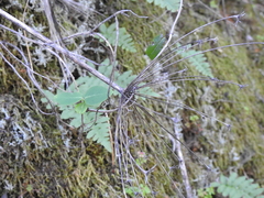 Angelica californica