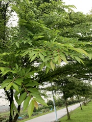 Zelkova serrata