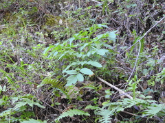 Angelica californica