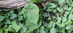 Cyclea hypoglauca