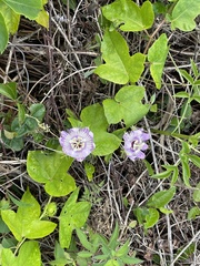 Image of Passiflora ciliata