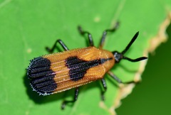 Oxychalepus balyanus