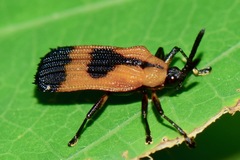 Oxychalepus balyanus