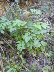 Angelica californica