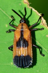 Oxychalepus balyanus